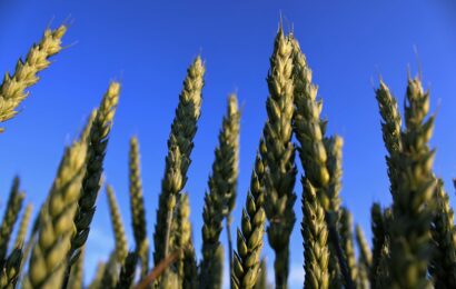 Ministr Výborný: Zemědělci sklidili prvních 31 152 hektarů obilovin.