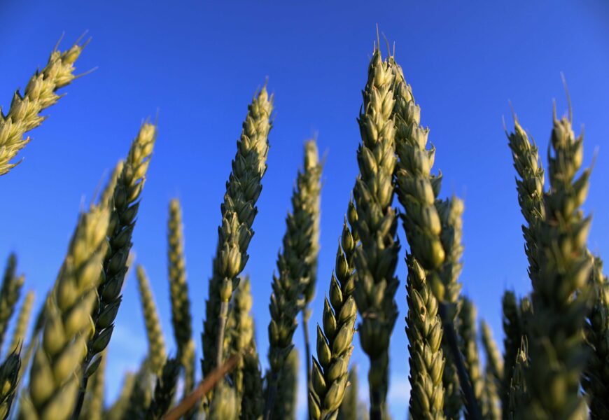 Ministr Výborný: Zemědělci sklidili prvních 31 152 hektarů obilovin.