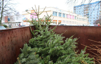 Vánoce končí a kam s vánočními stromky? V Pardubicích skončí v kompostárně