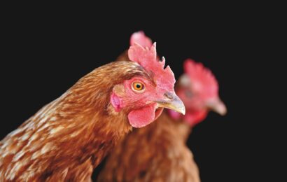 Veterináři potvrdili ptačí chřipku na Orlickoústecku