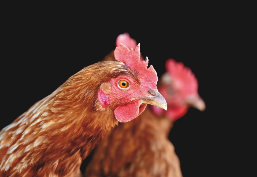 Veterináři potvrdili ptačí chřipku na Orlickoústecku