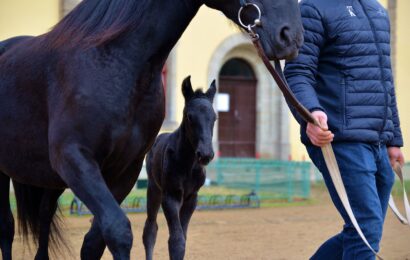 O víkendu se v Národním hřebčíně narodilo první letošní hříbě