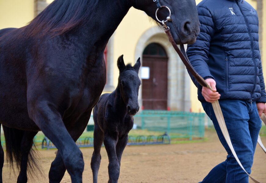 O víkendu se v Národním hřebčíně narodilo první letošní hříbě