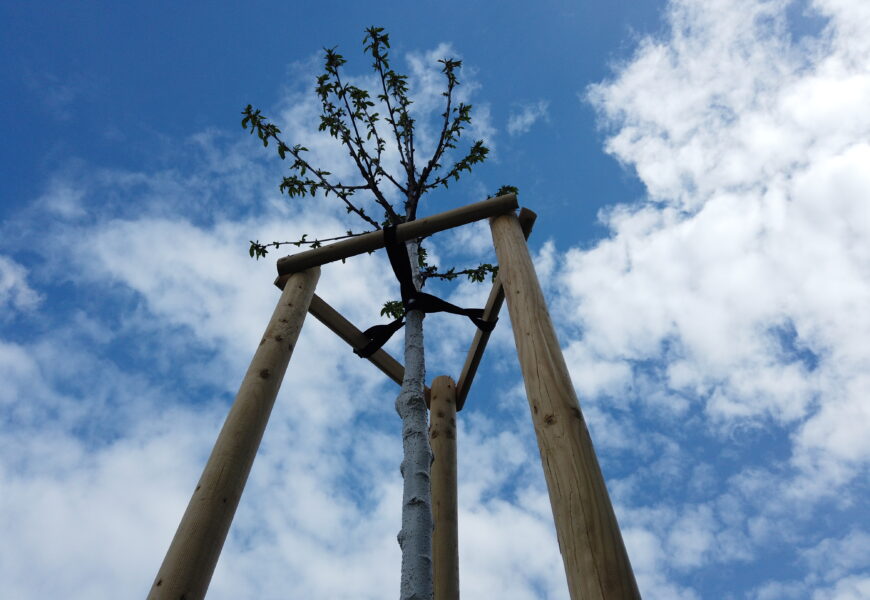 Začala výsadba nového parku u Paláce Pardubice a polikliniky Kolf