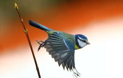 Kam o víkendu? Hrnčířská sobota, Vítání ptačího zpěvu, Barbarské hry i premiéra Dona Juana