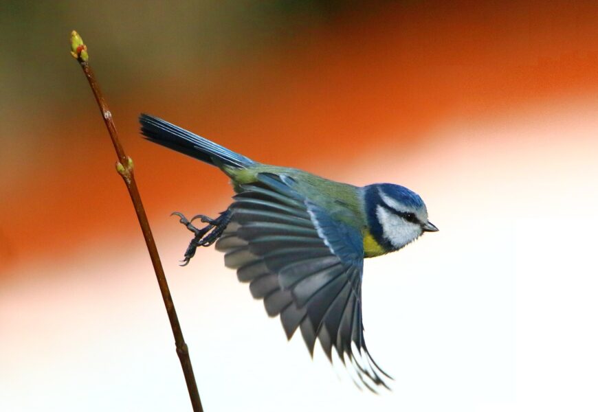 Kam o víkendu? Hrnčířská sobota, Vítání ptačího zpěvu, Barbarské hry i premiéra Dona Juana