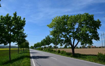 Na zvýšení počtu nově vysazených stromů se v Pardubicích shodli oba ministři