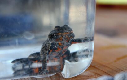 Proběhlo Kochánovické kuňkání. Revitalizace území odhalila místa plná života