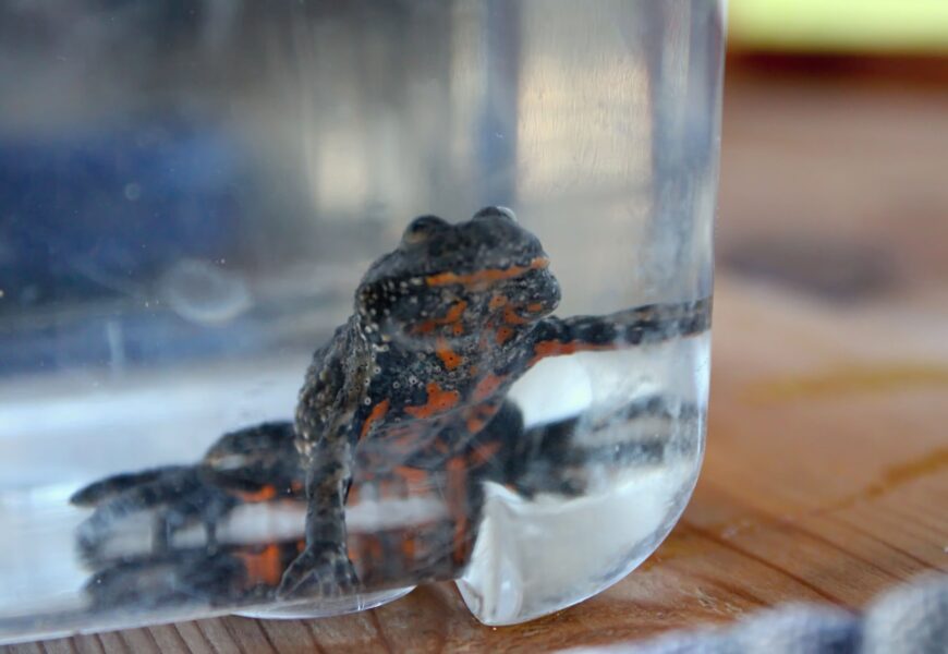 Proběhlo Kochánovické kuňkání. Revitalizace území odhalila místa plná života