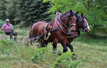 Tažní koně si poradili s loukou pod pardubickým zámkem. Je posečeno Tažní koně si poradili s loukou pod pardubickým zámkem. Je posečeno