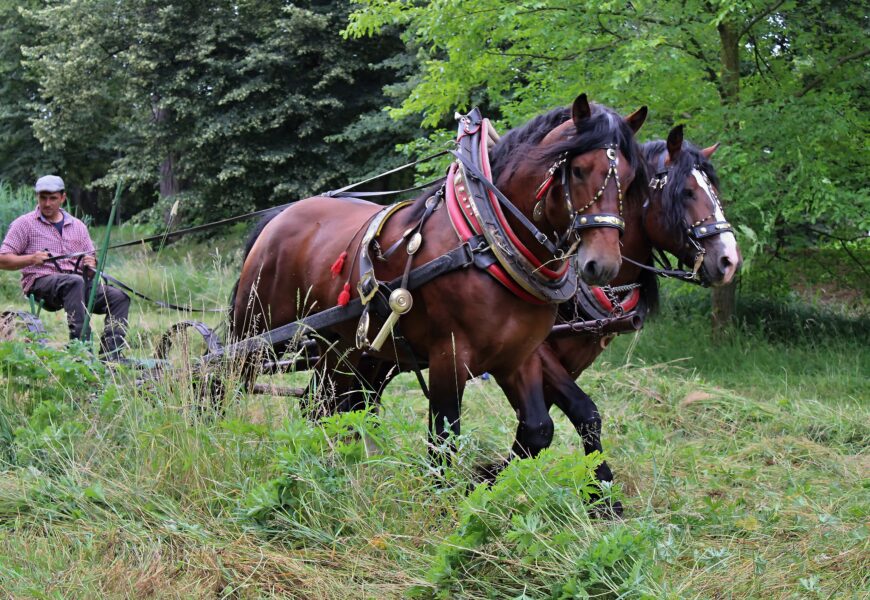 Tažní koně si poradili s loukou pod pardubickým zámkem. Je posečeno