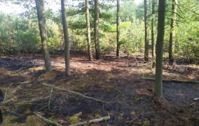 U Lohenic hořel les. Na místě zasahuje osm jednotek hasičů U Lohenic hořel les. Na místě zasahuje osm jednotek hasičů