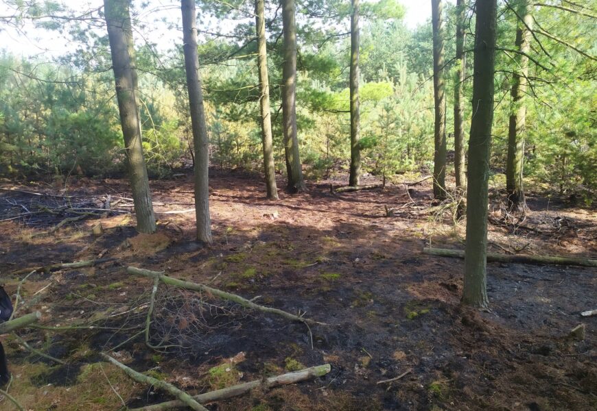 U Lohenic hořel les. Na místě zasahuje osm jednotek hasičů