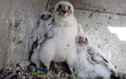 Komín opatovické elektrárny se sokolům zalíbil