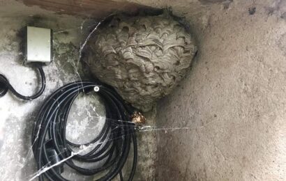 Hasiči z Pardubického kraje za sebou mají již 159 výjezdů na nebezpečný hmyz