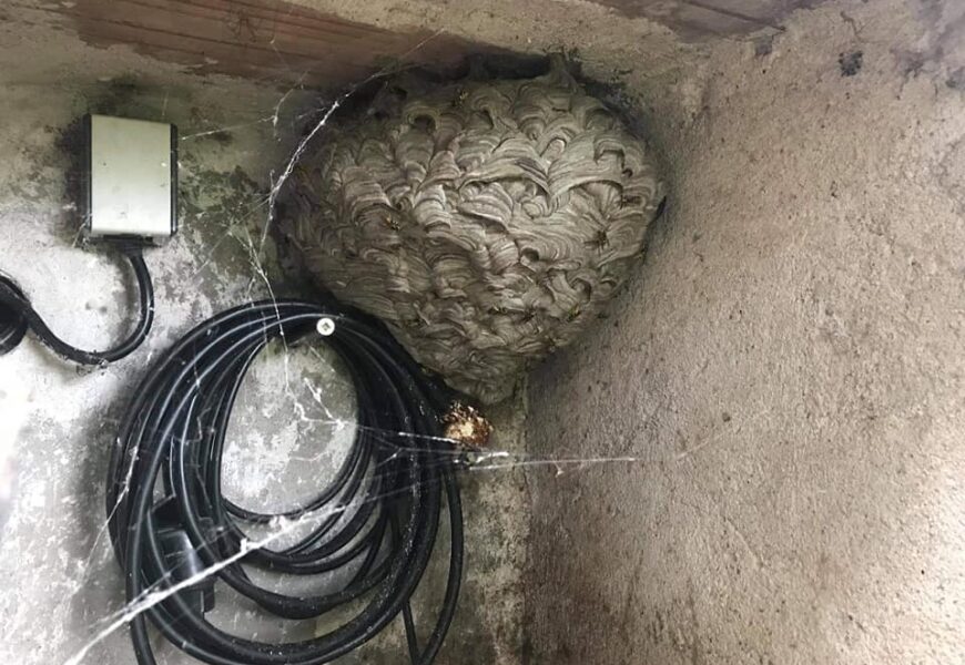 Hasiči z Pardubického kraje za sebou mají již 159 výjezdů na nebezpečný hmyz