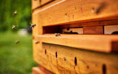 Včelařská škola v Nasavrkách bude školit zdravotní referenty. Dostala na to dotaci