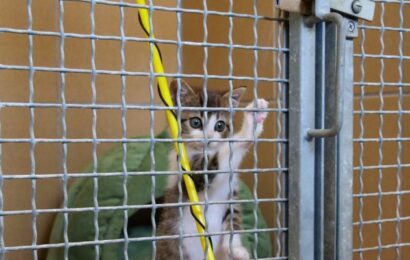 Útulek je už dva měsíce v péči Městské policie Pardubice