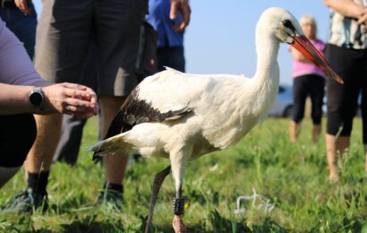Sedm čápů se vrátilo zpět do volné přírody. pomohla jim Záchranná stanice Pasíčka Sedm čápů se vrátilo zpět do volné přírody. pomohla jim Záchranná stanice Pasíčka