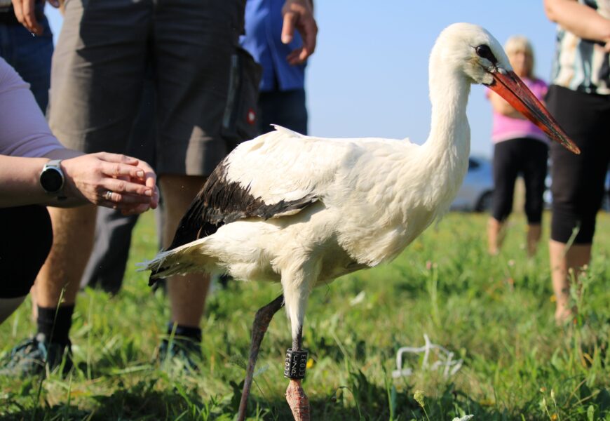 Sedm čápů se vrátilo zpět do volné přírody.  pomohla jim Záchranná stanice Pasíčka