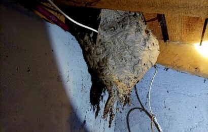 Hasiči mají vysoký nárůst zásahů spojených s likvidací sršních hnízd