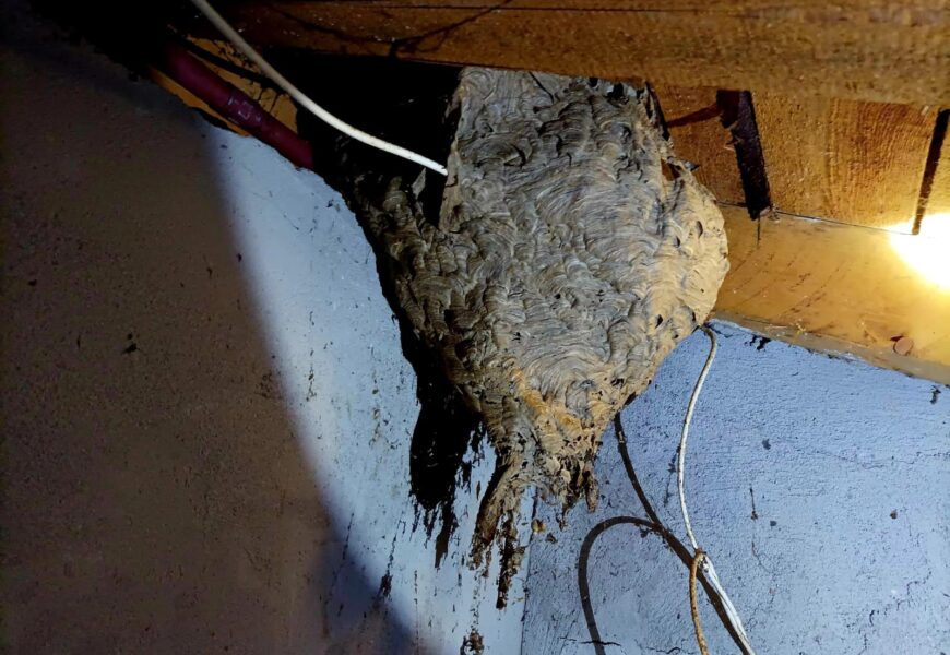 Hasiči mají vysoký nárůst zásahů spojených s likvidací sršních hnízd