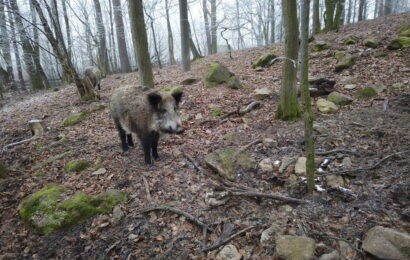 VIDEO: Silvestr veselí a pohodička? Zvířata to mají jinak