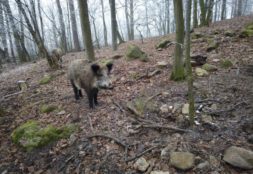 VIDEO: Silvestr veselí a pohodička? Zvířata to mají jinak