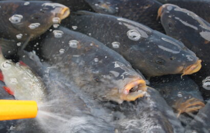VIDEO: Sádka v Lázních Bohdaneč odstartovala prodej vánočních ryb. Jaká je cena? VIDEO: Sádka v Lázních Bohdaneč odstartovala prodej vánočních ryb. Jaká je cena?