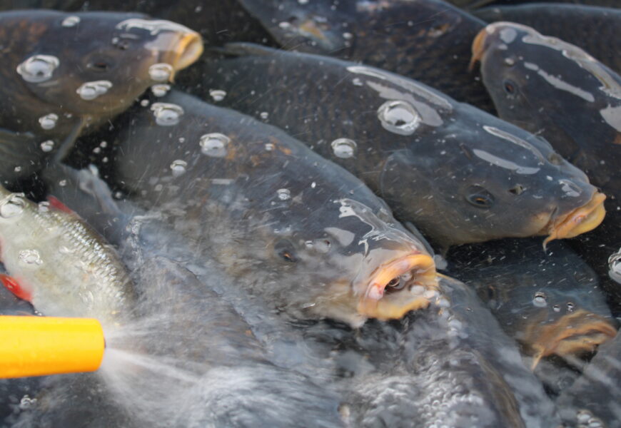 VIDEO: Sádka v Lázních Bohdaneč odstartovala prodej vánočních ryb. Jaká je cena?