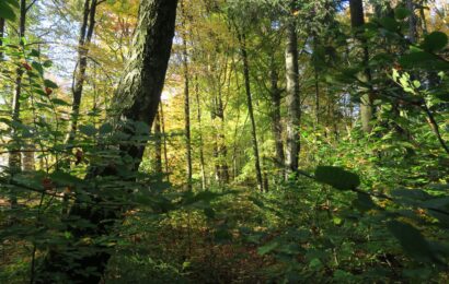 Pardubický kraj podpoří dotacemi chovatele, myslivce i péči o krajinu 