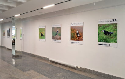 Fotografie ptačích zpěváků vítají posluchače  Domu hudby v Pardubicích