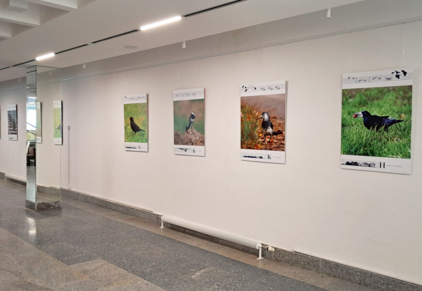 Fotografie ptačích zpěváků vítají posluchače  Domu hudby v Pardubicích