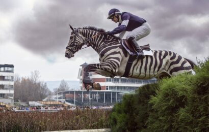 To tu ještě nebylo. Velkou pardubickou letos poběží zebra.