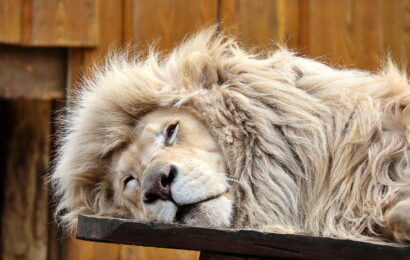 Lvi, tygři a levharti. Louky ve Chvojenci se proměnily v rodinný park