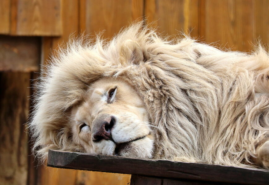 Lvi, tygři a levharti. Louky ve Chvojenci se proměnily v rodinný park Lvi, tygři a levharti. Louky ve Chvojenci se proměnily v rodinný park