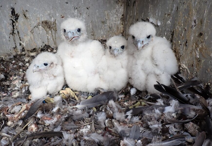 Čtyři mláďata sokola znovu úspěšně hnízdí na komíně opatovické elektrárny