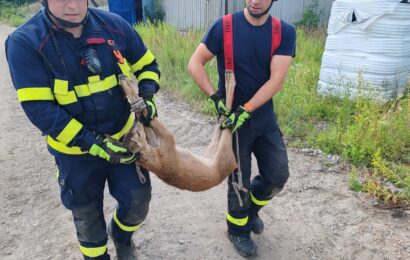 Hasiči na Chrudimsku zachraňovali srnu uvízlou v kanalizační skruži