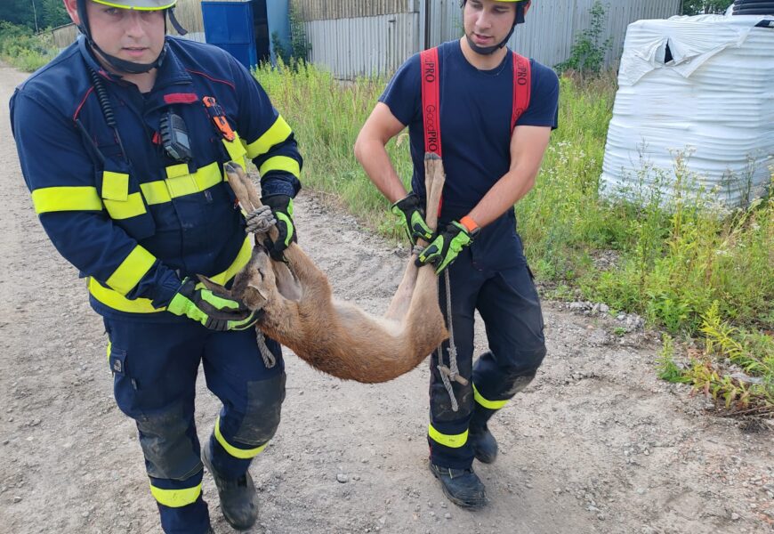 Hasiči na Chrudimsku zachraňovali srnu uvízlou v kanalizační skruži