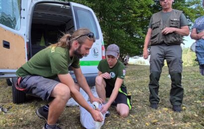 Uzdravení čápi z Pasíček byli vypuštěni zpět do volné přírody