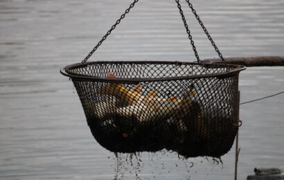 VIDEO: Vyloveno! Bohdanečský rybník nabídl nové rybí speciality
