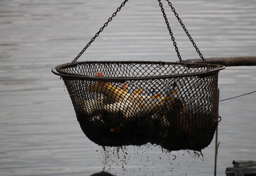 VIDEO: Vyloveno! Bohdanečský rybník nabídl nové rybí speciality