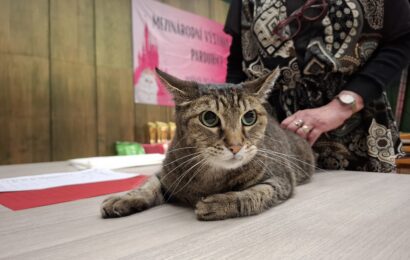 VIDEO: Mezinárodní výstava koček v Pardubicích hostila přes 200 zvířat i stovky návštěvníků