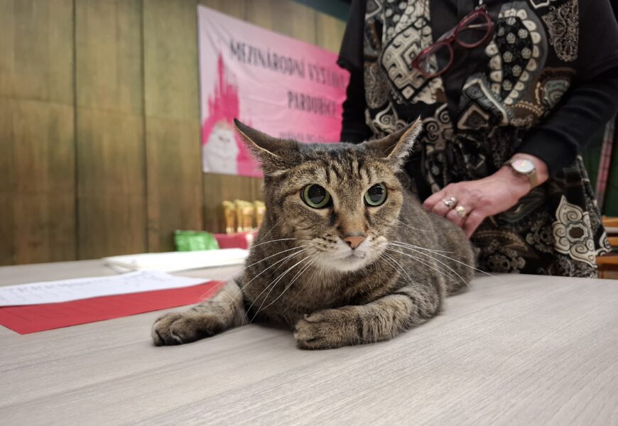 VIDEO: Mezinárodní výstava koček v Pardubicích hostila přes 200 zvířat i stovky návštěvníků