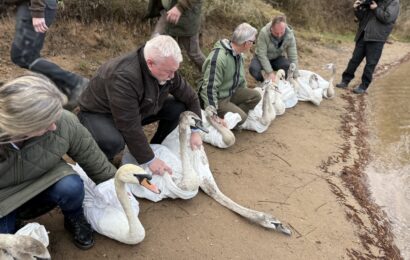 Z Pasíček zpět na hladinu: Uzdravené labutě opět ve volné přírodě