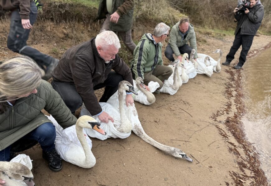 Z Pasíček zpět na hladinu: Uzdravené labutě opět ve volné přírodě