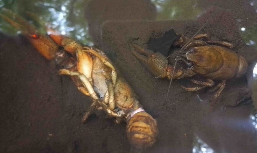 Račí mor v Chrudimce potvrzen. V CHKO Železné hory zabíjí raky 